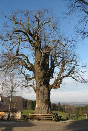 Kirchenlinde St. Margarethen