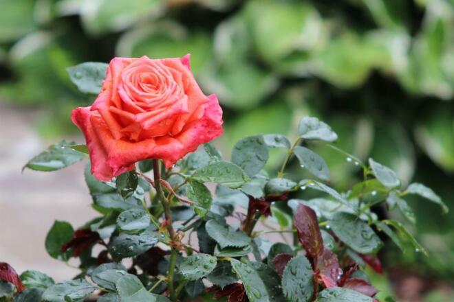 Rosen im Garten