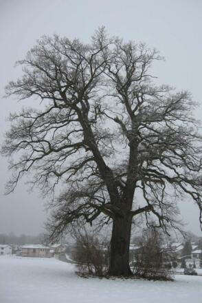 Herrgottseiche Bad Aibling
