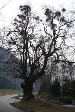 Husarenlinde bei Niederaudorf