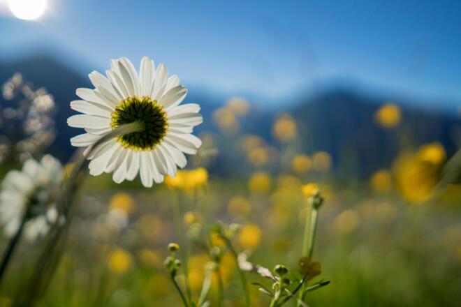 Blumen - Landschaft