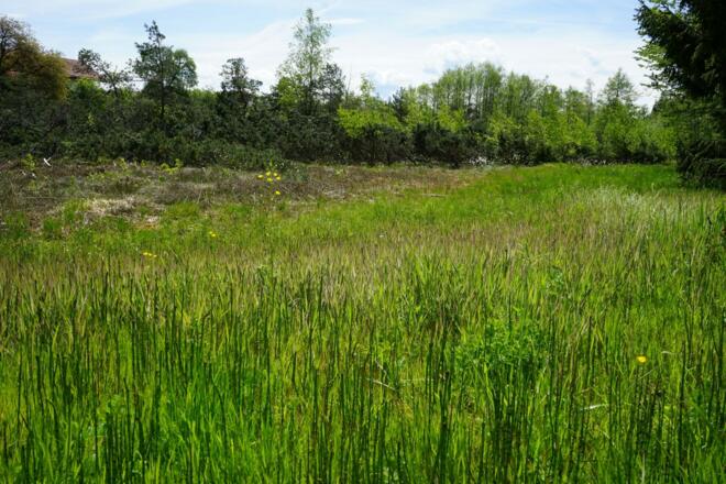 Besondere Pflanzen und Tiere in der Eggstätt-Hemhofer Seenplatte