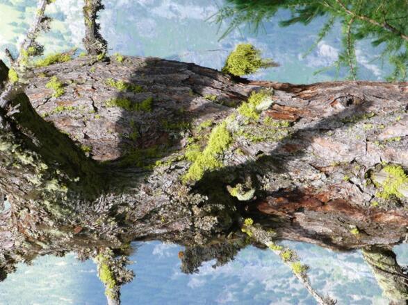 Natur