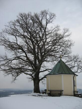 Luitpoldeiche auf dem Obereck