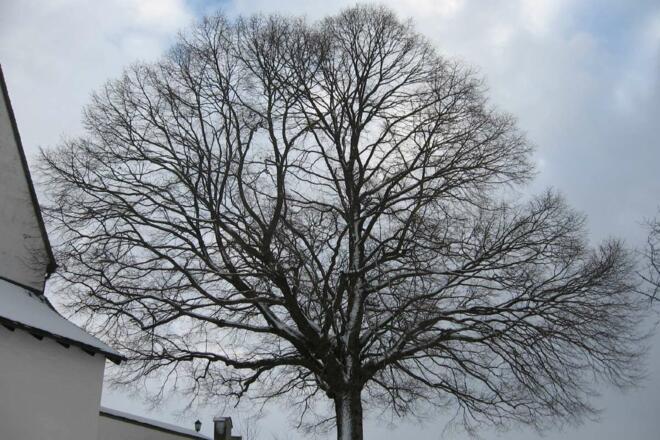 Kirchenlinde von Steinkirchen