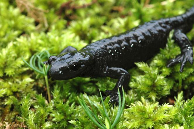 Der Alpensalamander zeigt sich gern bei feuchter Witterung