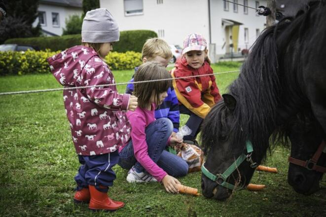 Lecker Möhren für die Pferde