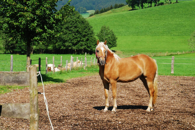 Unser Haflinger-Pferd