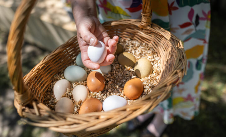 Korb mit Eier - Symbolbild