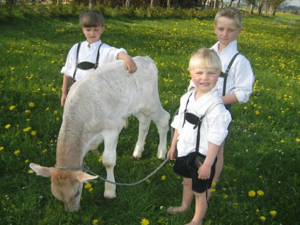 Kälbchen festzuhalten ist gar nicht so einfach