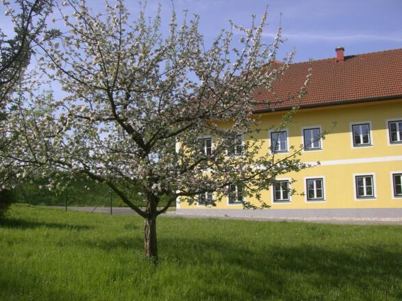 Auinger_Aussenansicht_Linz%c2%a9linztourismus_Auinger_042008