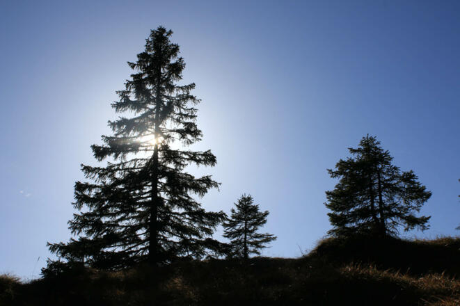 Der Bergwald wird lichter