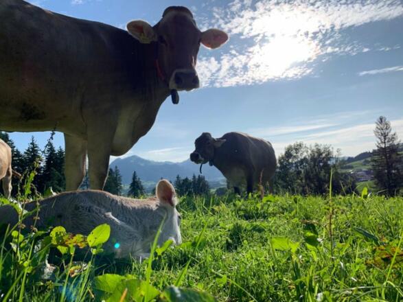 Kuh mit Kalb