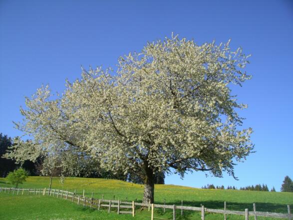 Kirschbaum