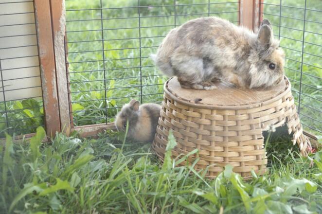 Hase &quot;Lonie&quot; mit &quot;Stupsi&quot;