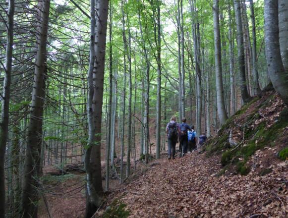 Waldpfad am Oberen Horizontalsteig