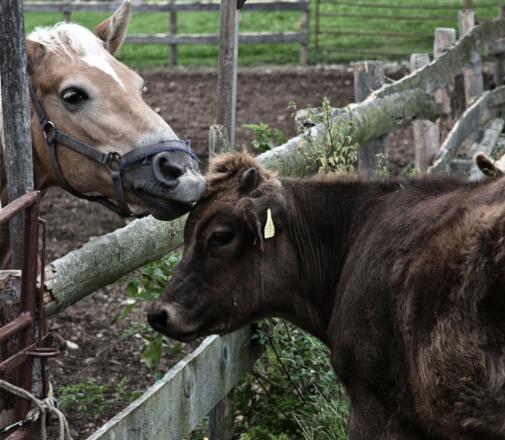 Die beiden mögen sich und haben keine Berührungsängste