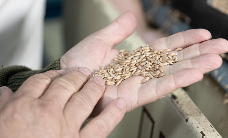 frisches Getreide - Symbolbild