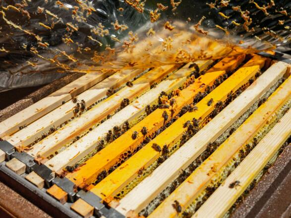Bienen