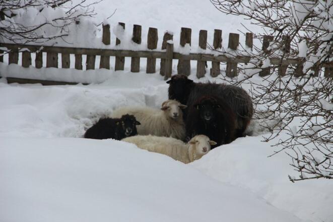 Stögerhof - alpine Steinschafe