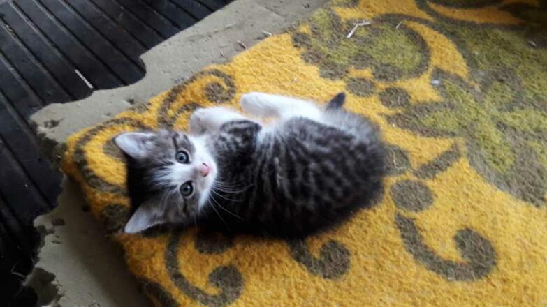 Katzenbabys gibts oft bei uns
