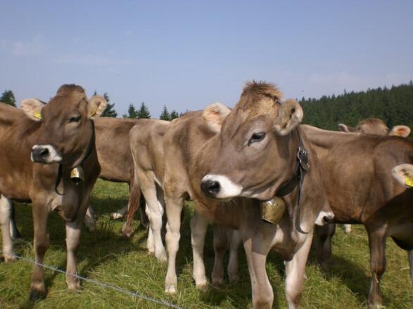 Jungvieh im Allgäu