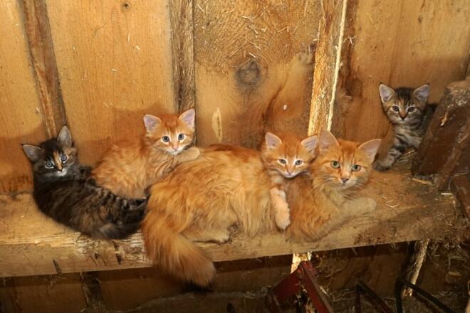 Katzennachwuchs