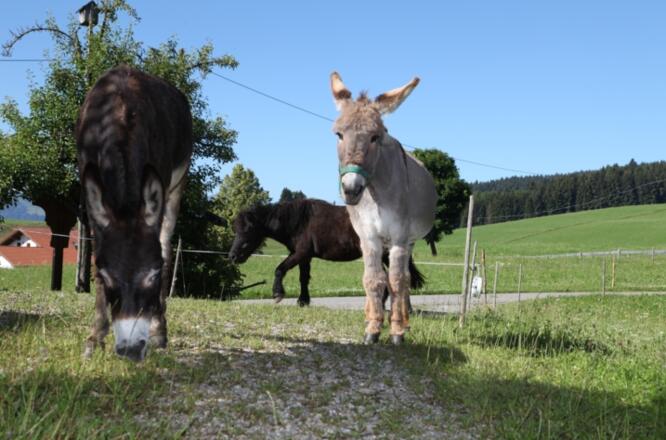 Unsere Esel