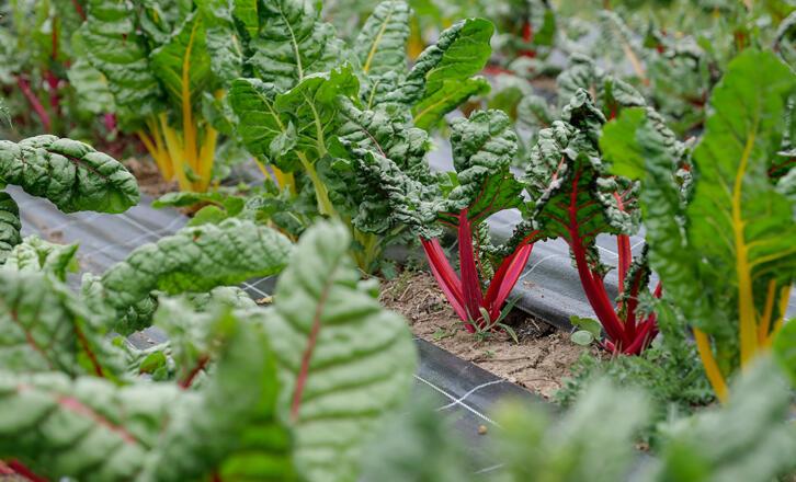 Mangold im Anbau -Symbolbild