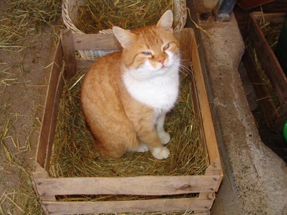 Unsere Katze "Tiger"