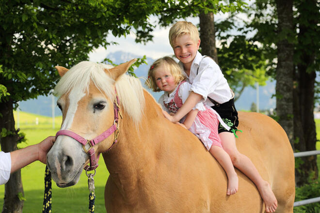 Unsere Haflingerdame Moni