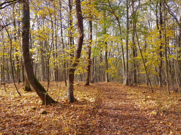 die Wälder sind in wenigen Gehminuten erreichbar