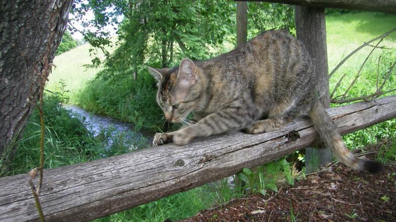 Unsere Mäusefänger