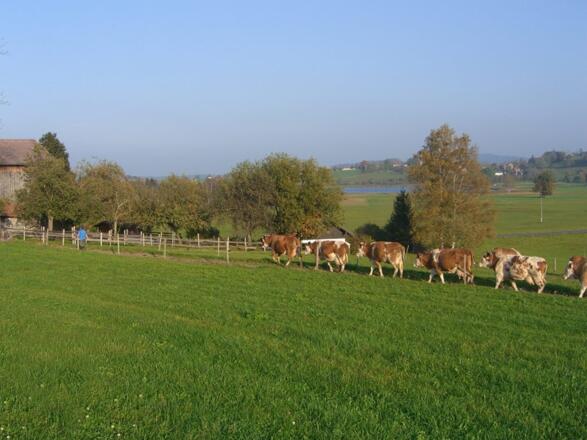 Bei uns dürfen die Kühe raus auf die Wiese