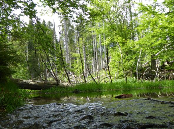 an der Steinbachklause