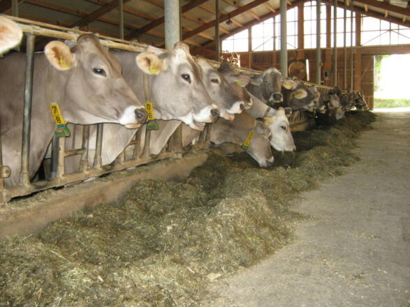 Bei uns im Stall - Landwirtschaft hautnah erleben