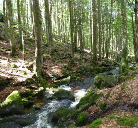 immer bergauf der Ohe entlang