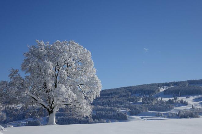 Ahorn im Schnee
