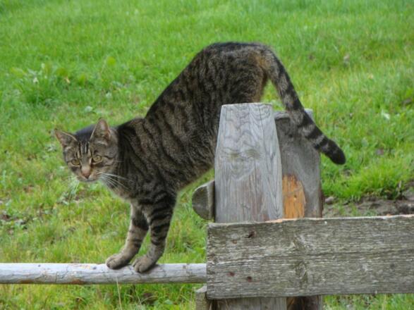 Unsere Katzen