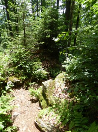 Waldweg durch die Felsen