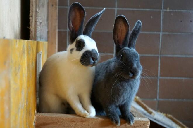 Tilly und Cilly