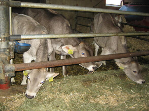 Bei uns im Stall - Landwirtschaft hautnah erleben