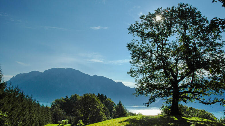 Jubiläumsbaum im Edelkastanienwald in Unterach am Attersee