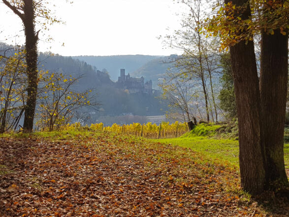 Blick vom Kaffelstein auf die Burg Wertheim