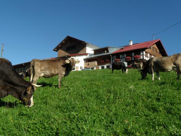 Mit der Kuh auf Du und Du