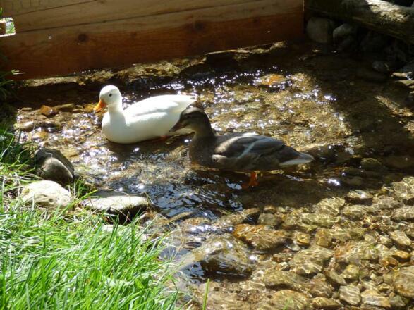 Unsere Enten