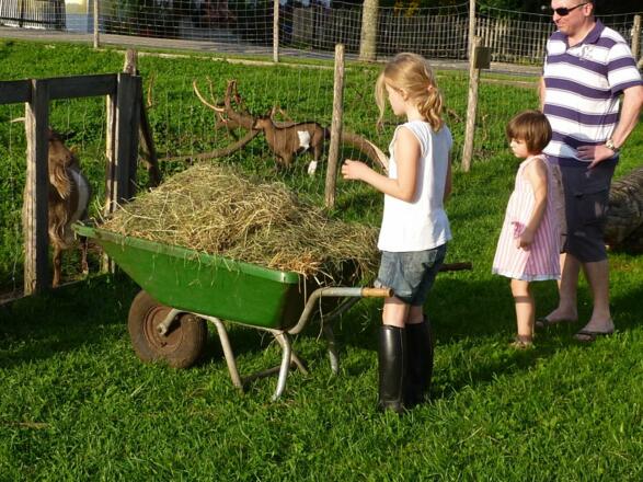 Die Kinder sind beim Füttern der Tiere dabei