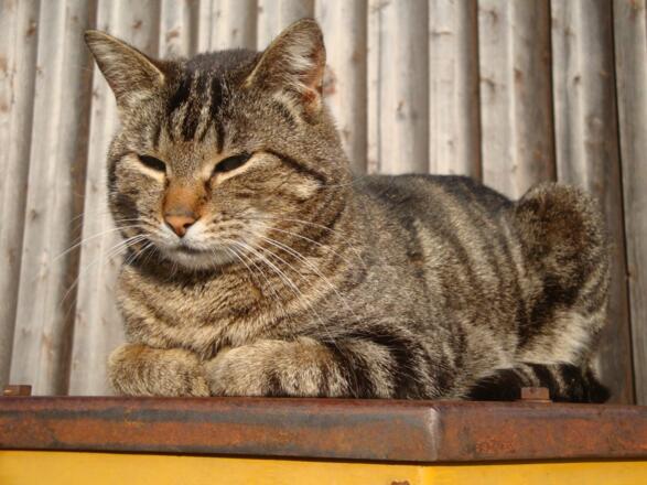 Unsere Hofkatze