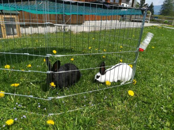Balu und Lucky