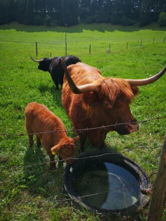 unsere Hochlandrinder